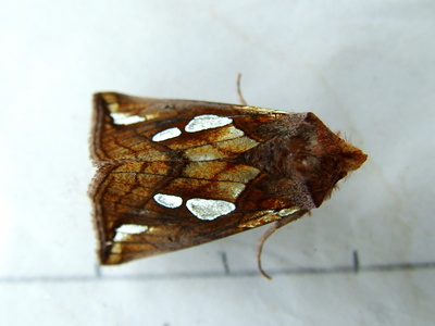 Lempke's Gold Spot